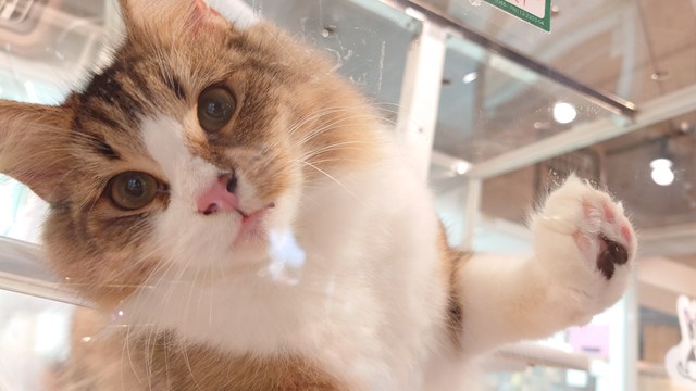 『かわいいいきものたち』のネコさん