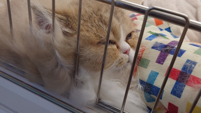 『かわいいいきものたち』で里親募集中のネコさん