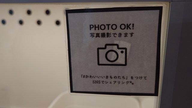 写真撮影OK! #かわいいいきものたち