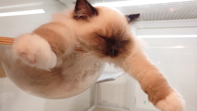 『かわいいいきものたち』のネコさん