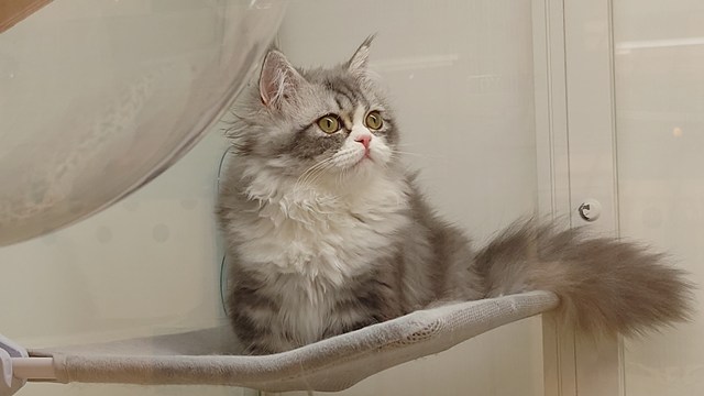 『かわいいいきものたち』のネコさん