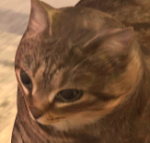野良猫